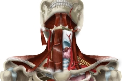 Neck Anatomy Image tilted back