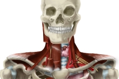 Neck Anatomy Image